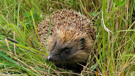 Environmentally-friendly gardening tips - Woodland Trust