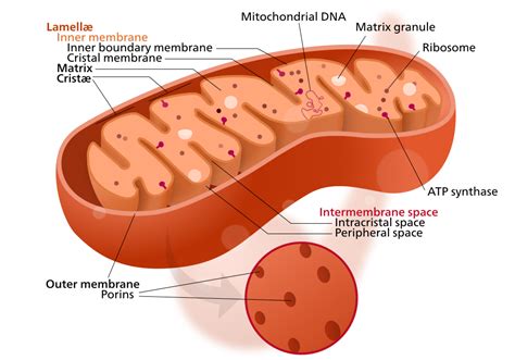 Mitochondria - Why They're Important and What They Need to Function