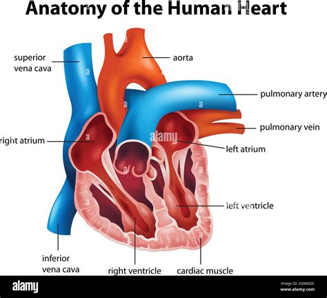 Human Heart Anatomy Stock Vector Image & Art - Alamy