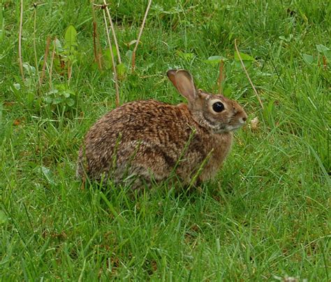 Rabbit Resistant Herbs - Advice From The Herb Lady