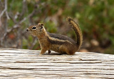 Bryce Canyon Wildlife Photograph by Butch Lombardi