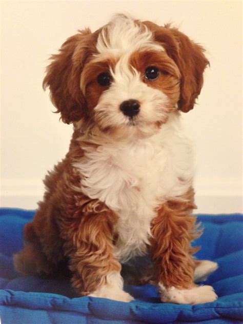 Cavapoo (Cavalier King Charles Spaniel Poodle Mix) | Poodle mix puppies ...