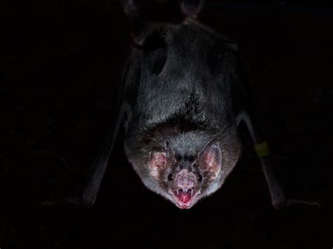 Wild vampire bats socially distance when they get ill | The Independent