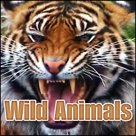 ‎Wild Animals Sound Effects - Album by Sound Effects Library - Apple Music