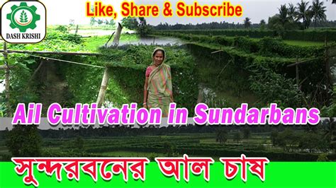 Ail Cultivation in Sundarbans || সুন্দরবনের আল চাষ || Cultivation on ...