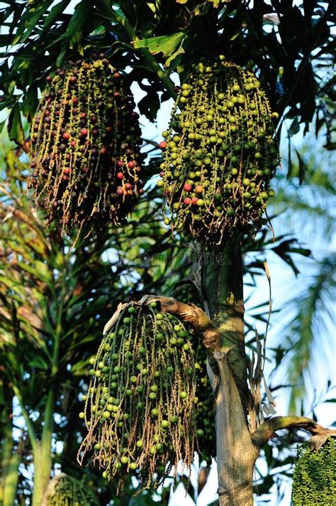 Palm tree seed stock image. Image of rainforest, leave - 116219289