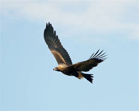 Wedge-Tailed Eagle - Facts, Diet, Habitat & Pictures on Animalia.bio