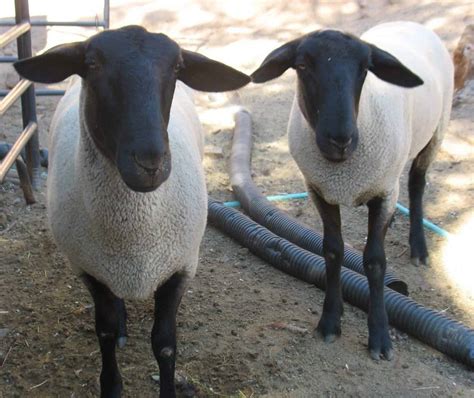 Suffolk Sheep ~ The Breed to Raise for Meat and Wool - Rural Living Today