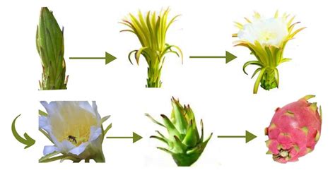 Dragon Fruit Flower Stages: The Magical Life Cycle - ToAgriculture