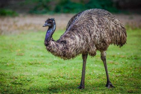 Look: Emu captured after failed attempts in Pennsylvania - UPI.com