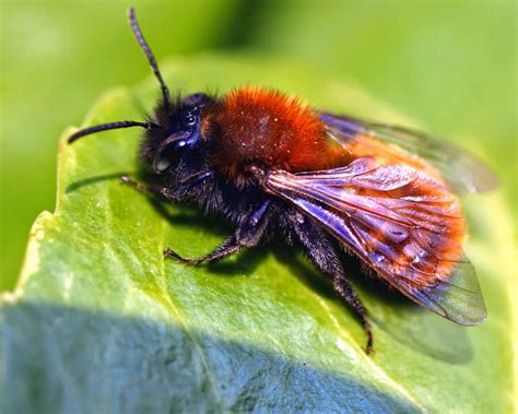 Species of UK: Week 54: Miner Bees (‘Andrena’)