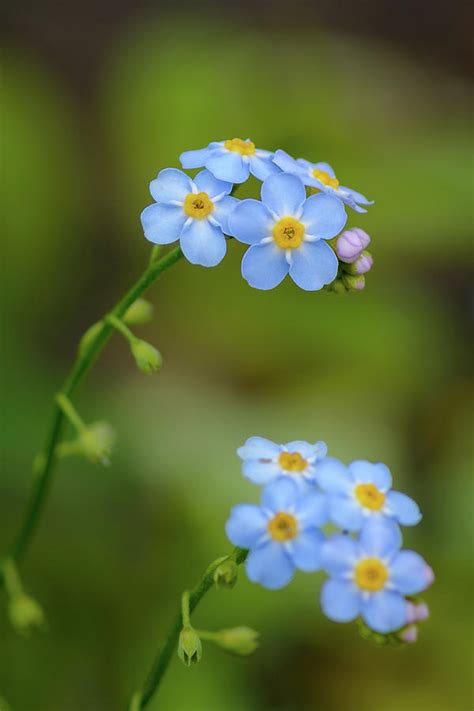 Forget me not wildflower Photograph by Barry Cruver - Fine Art America