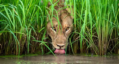 Natural History Museum Wildlife Photographer Of The Year 2024 - Truda ...