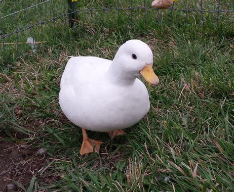 White Call Ducks — Duck Creek Farm | Pet ducks, Duck pictures, Pets