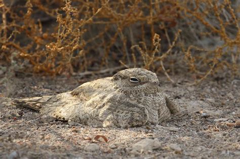 15 Amazing Camouflaged Animals