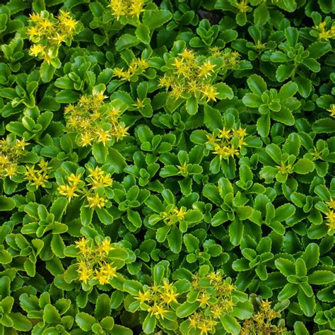 Spring Hill Nurseries 3 in. Pot Golden Creeping Sedum Live Perennial ...