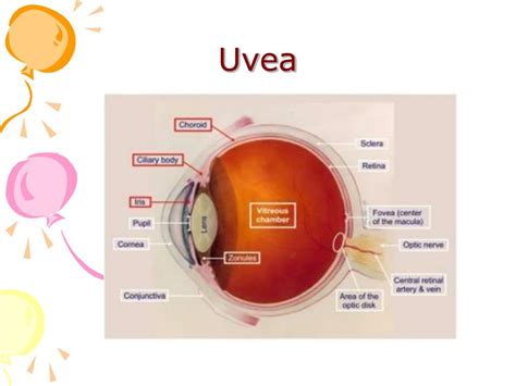 PPT - Anatomy and diseases of the uvea PowerPoint Presentation, free ...