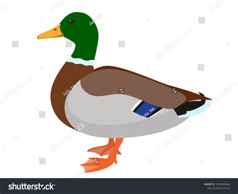 Drake Duck Isolated On White Background Stock Vector (Royalty Free ...