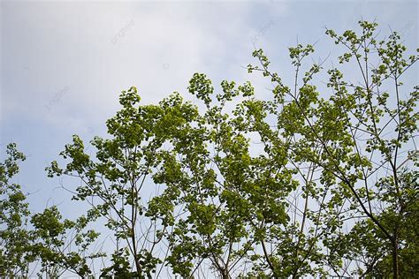 Blue Sky And Green Trees Background, Sky Grass, Natural, Plant ...