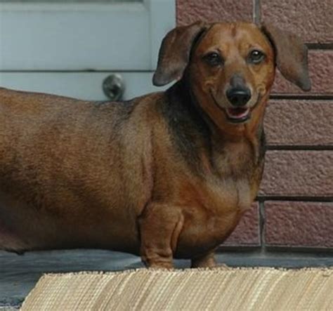 Five Fat Dog Breeds | PetHelpful