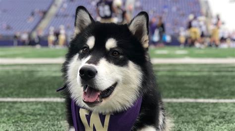 It's a Dawg's Life: Catching up with Dubs, the UW mascot | Seattle Refined