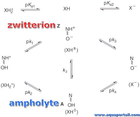 Ampholyte : définition et explications