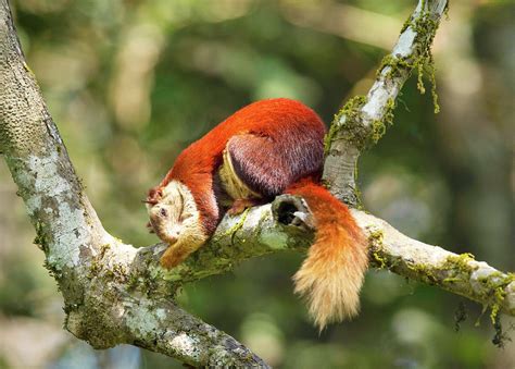 Indian giant squirrel, Wildlife Photograph by Yogesh Bhandarkar | Fine ...