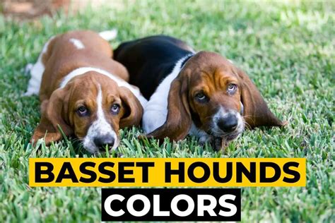 Basset Hound Colors - Various Combinations, Markings, and Types ...