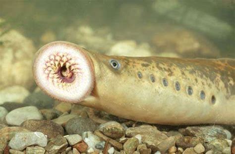 Sea lamprey | fish | Britannica.com