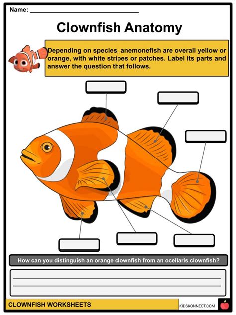 Clownfish Facts, Worksheets, Taxonomy, Habitat & Diet For Kids