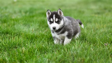 Dogs, Husky, Baby Animal, Dog, Pet, Puppy, Siberian Husky, HD wallpaper ...