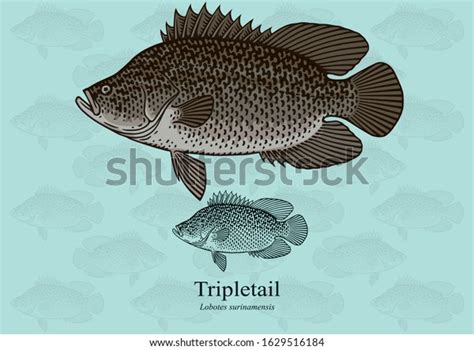 17 Tripletail Fish Images, Stock Photos & Vectors | Shutterstock