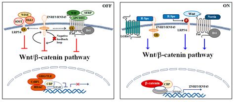 Wnt Beta Catenin Signaling Pathway