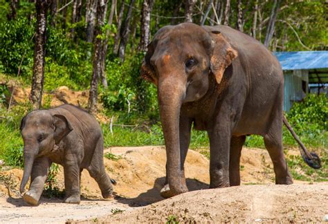 Phuket Elephant sanctuary Tour