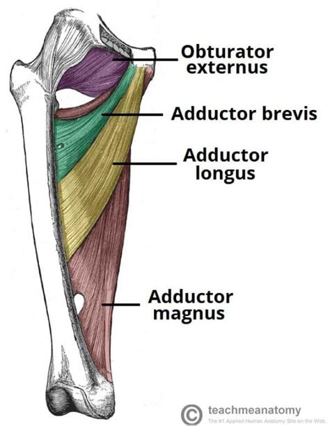 Muscles of the Medial Thigh - TeachMeAnatomy