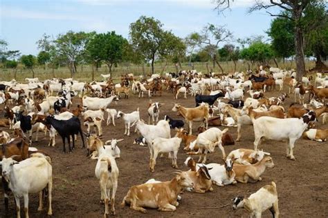 How To Become A Successful Goat Farmer » Business Focus