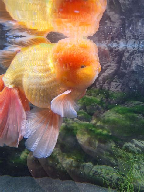 There is an orange in my tank : r/Goldfish