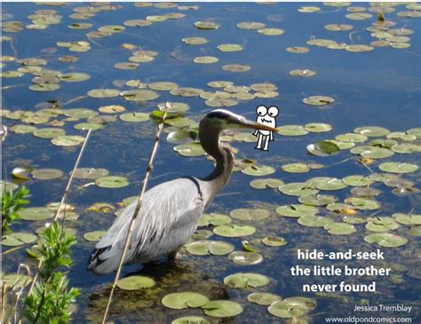 Old Pond Comics: A fun way to Learn Haiku Through Cartoons