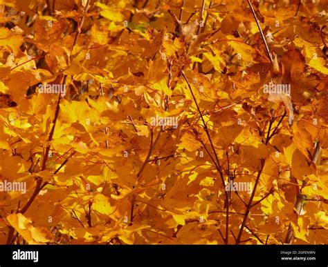 Maple Tree In Fall Stock Photo - Alamy