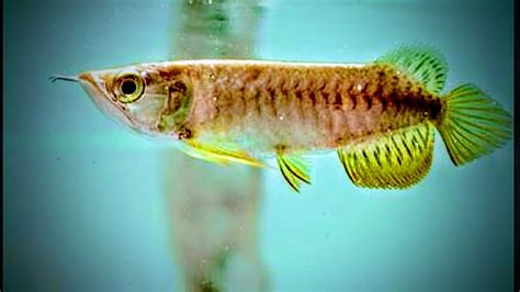 Arowana Fry Feeding 🐠 🐠 🐠🐟🐟 HD - YouTube