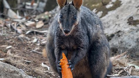 Australia is dropping vegetables from helicopters for bushfire-affected ...