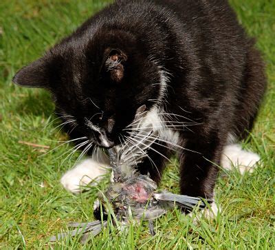 Feral Cat Predation on Birds Costs Billions of Dollars a Year | Audubon