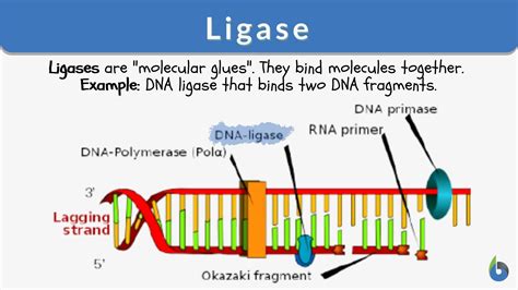 Ligase Enzyme Examples