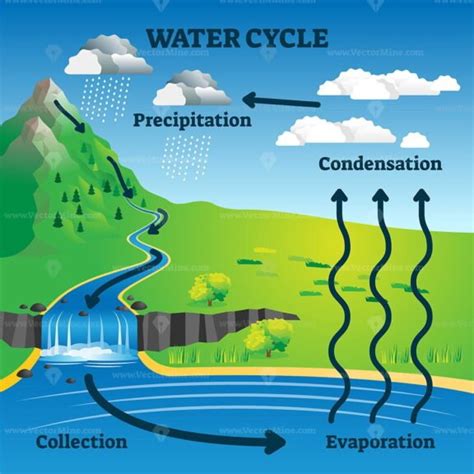 Water cycle diagram with simple rain circulation explanation outline ...