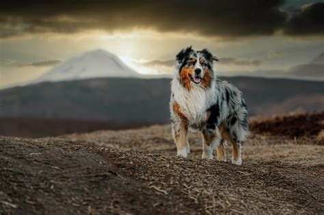 The Ultimate Guide to Caring for an Australian Shepherd