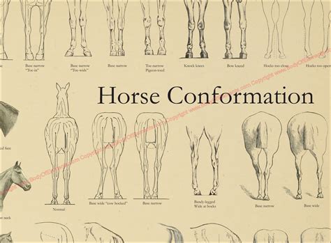 Horse Equine Conformation Poster – Body of Elements