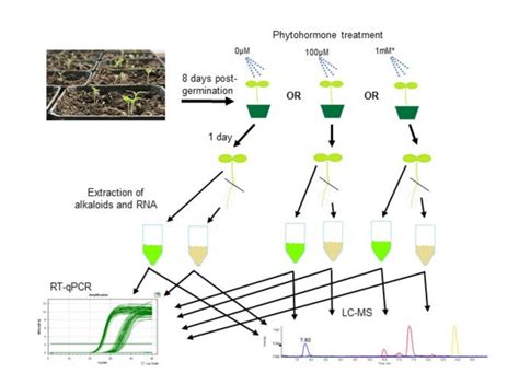 Experimental design of this study. Seeds of two Catharanthus roseus ...