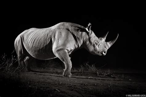 Black Rhino | Will Burrard-Lucas