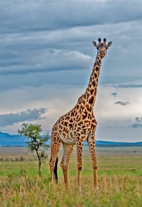 3 day Serengeti Safari | Book a 3 days 2 nights Serengeti Safari in ...