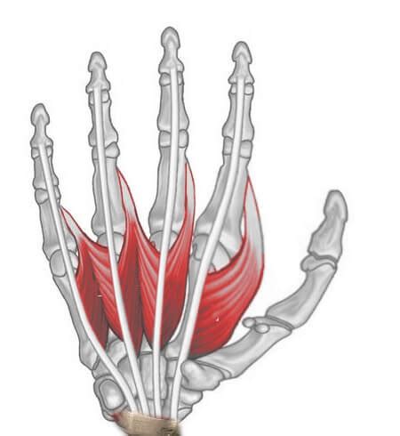 Intrinsic Muscles of Hand : Mnemonics | Epomedicine